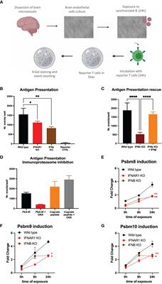 Brain endothelial cells exposure to malaria parasites links type I interferon signalling to antigen presentation, immunoproteasome activation, endothelium disruption, and cellular metabolism